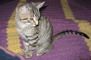 Picture of Squeaky