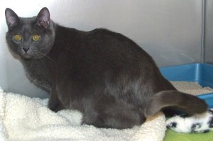 Picture of Storm