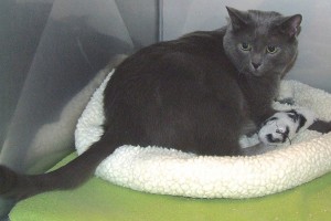 Picture of Storm