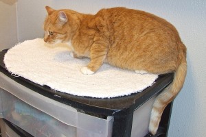 Picture of Tinsel