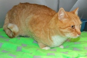 Picture of Tinsel