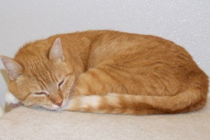 Picture of Tinsel