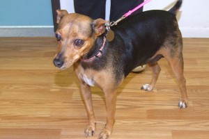 Picture of Widget
