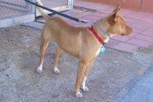 Picture of Amigo