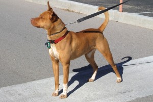 Picture of Amigo