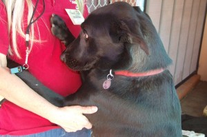 Picture of Blackie
