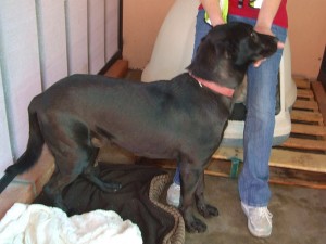 Picture of Blackie