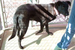 Picture of Blackie