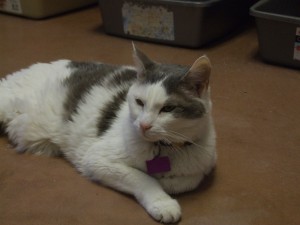 Picture of Casper