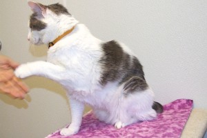 Picture of Casper