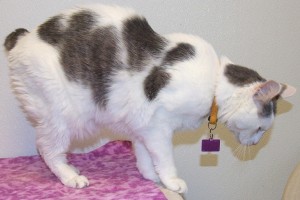 Picture of Casper