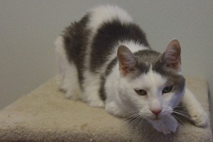 Picture of Casper