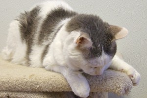 Picture of Casper