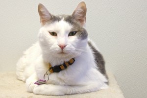 Picture of Casper