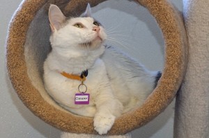 Picture of Casper