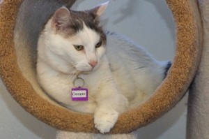 Picture of Casper