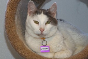 Picture of Casper