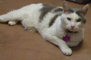 Picture of Casper