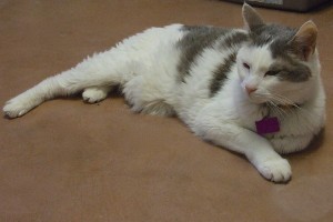 Picture of Casper