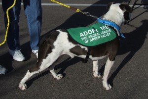 Picture of Champ