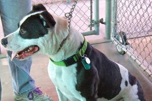 Picture of Champ
