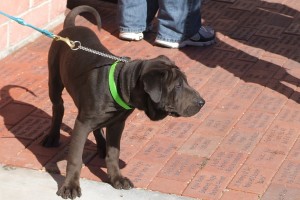 Picture of Chaser