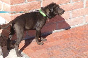 Picture of Chaser