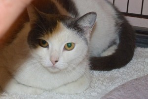 Picture of Cloud