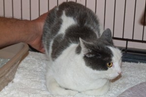 Picture of Cloud