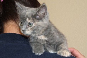 Picture of Cloudy