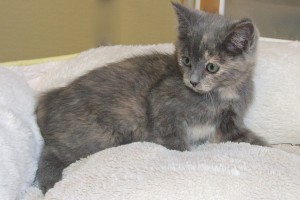 Picture of Cloudy