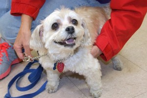 Picture of Daisy