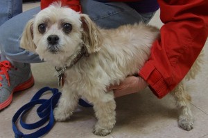 Picture of Daisy