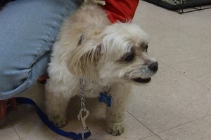 Picture of Daisy
