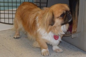 Picture of Gadget