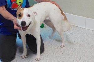 Picture of Gypsy