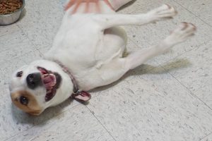 Picture of Gypsy