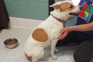 Picture of Gypsy