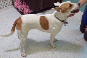 Picture of Gypsy