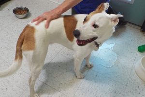 Picture of Gypsy
