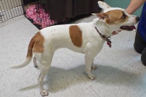 Picture of Gypsy