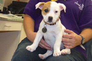 Baby Gypsy