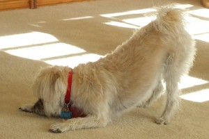 Picture of Ivan