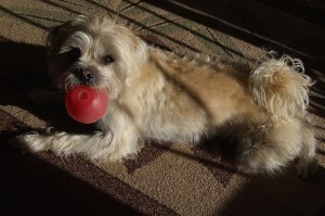 Picture of Ivan