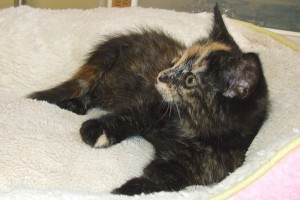 Picture of Mandy Lynn