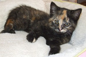Picture of Mandy Lynn