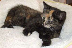 Picture of Mandy Lynn