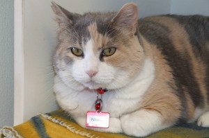 Picture of Nieve