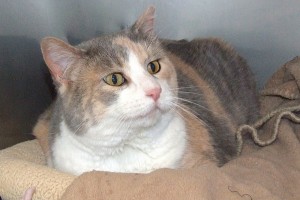 Picture of Nieve