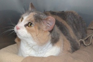 Picture of Nieve